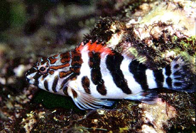 Cirrhitus rivulatus